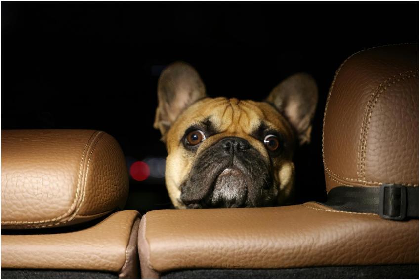 Cute French Bulldog peeking between car seats, exu