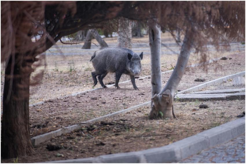 A wild boar wanders through a park in İzmir, surro