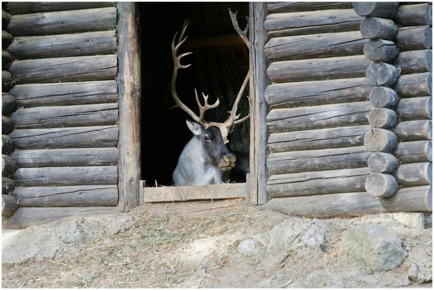 Majestic reindeer with antlers relaxes at a wooden