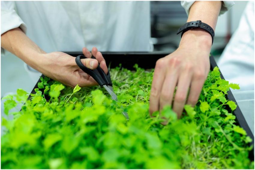 Close-up of a scientist's hands harvesting microgr