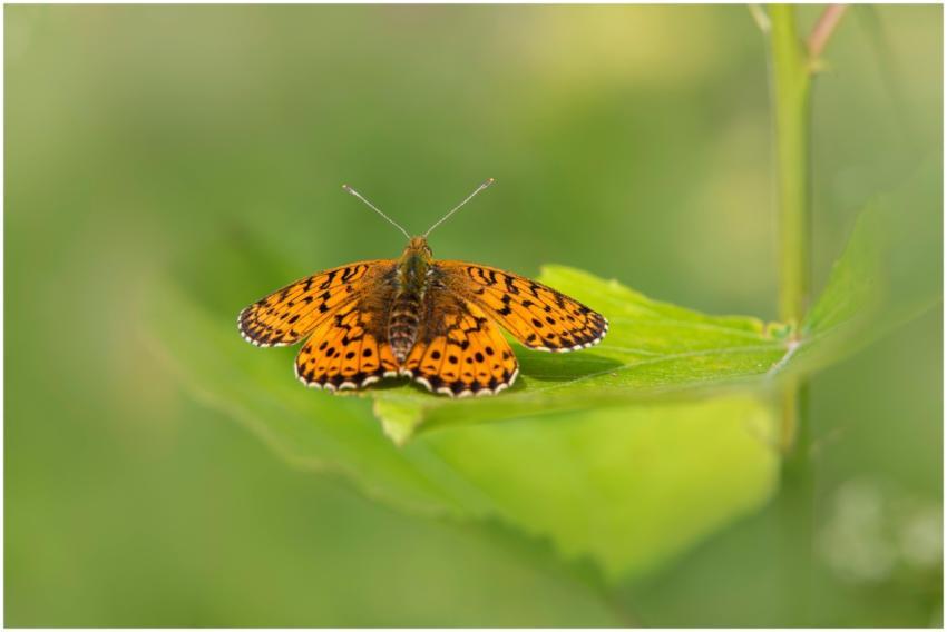Vibrant orange butterfly resting on a green leaf i