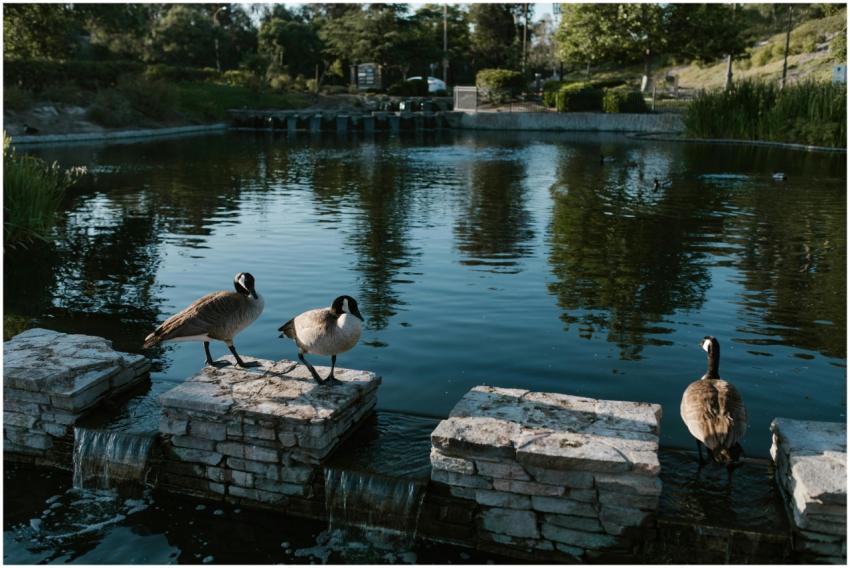 Three Canadian geese on stone pedestals overlookin