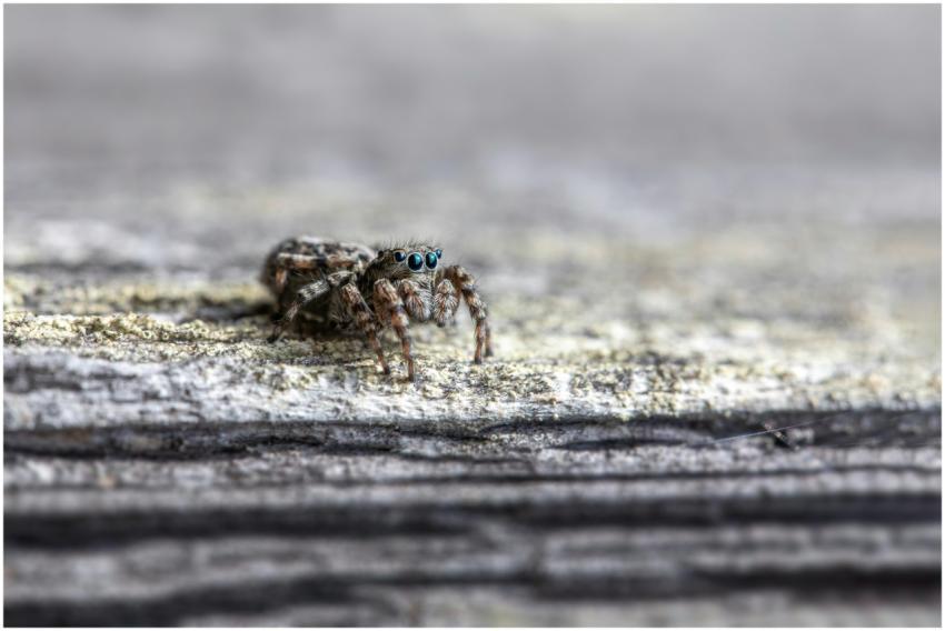 Detailed macro shot of a jumping spider with blue