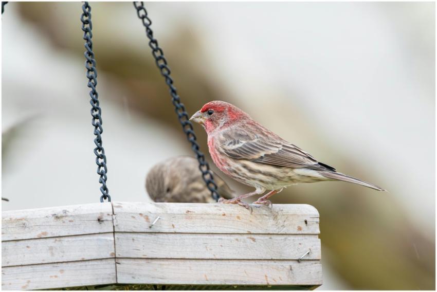 Free stock photo of cardinal, dove