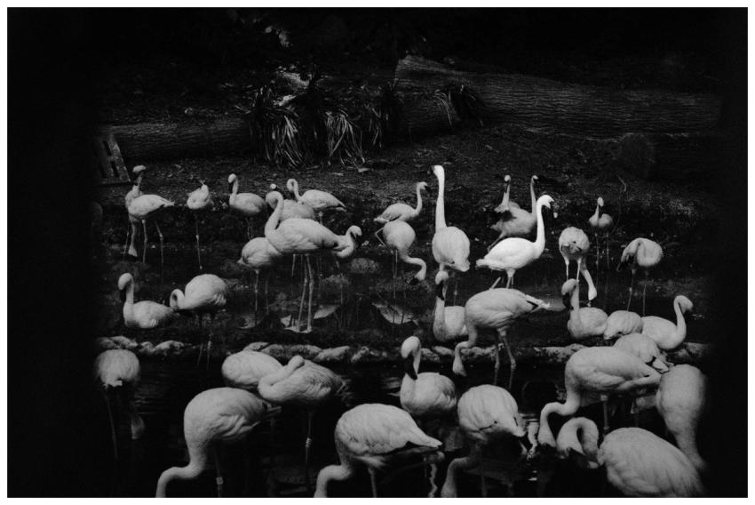 A captivating black and white image of a flock of