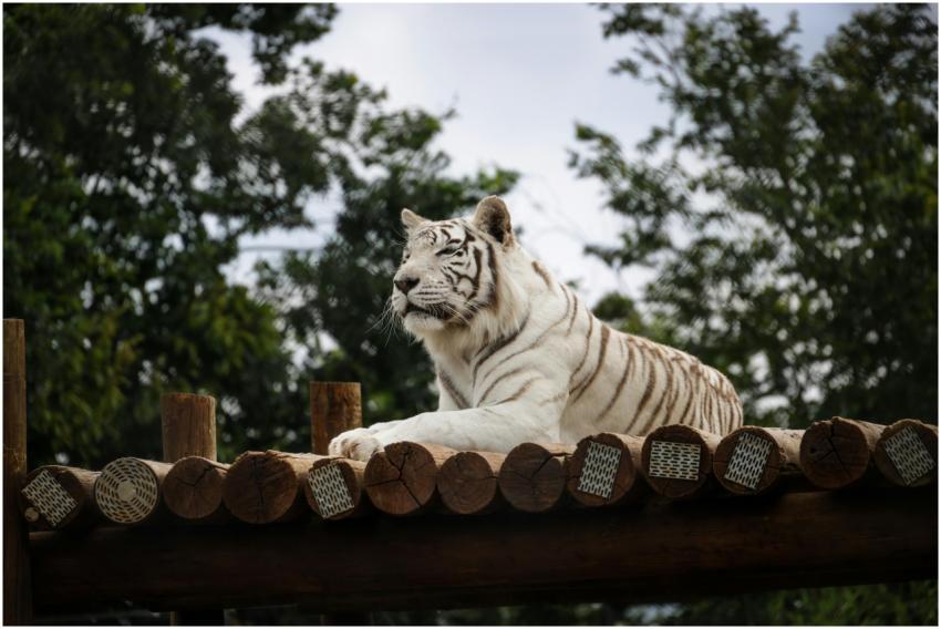 Free stock photo of animals, nature, stripes