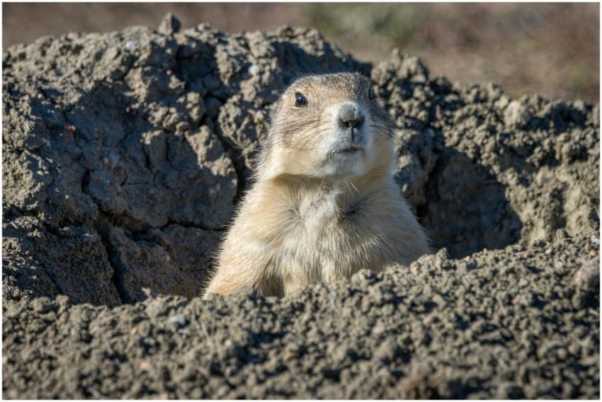 A black-tailed prairie dog peeks out from its burr