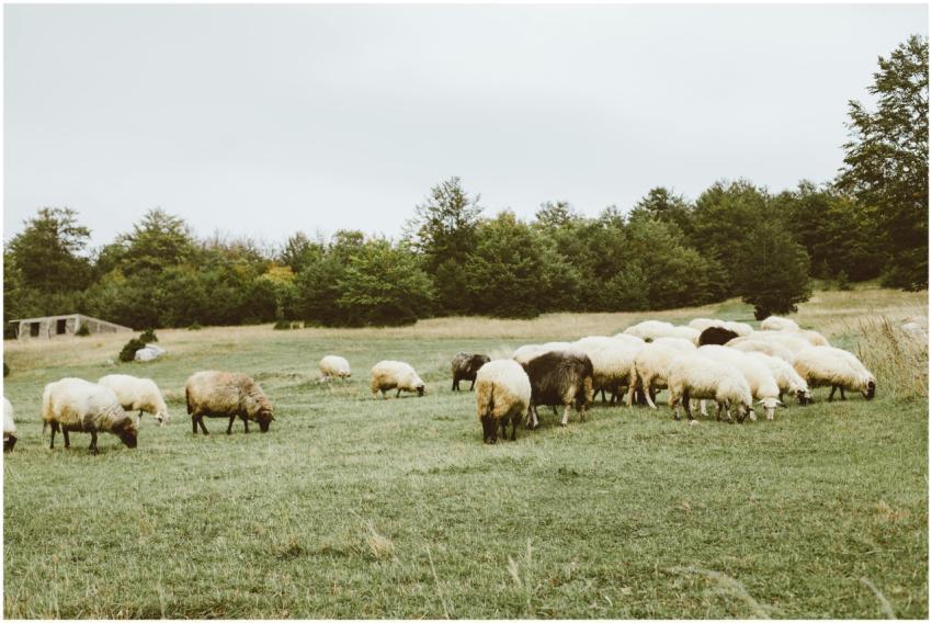 A serene rural view of sheep grazing on a lush gre