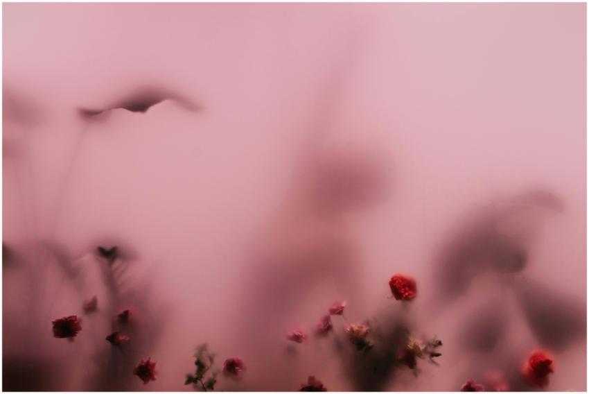 Soft focus image of delicate pink flowers against
