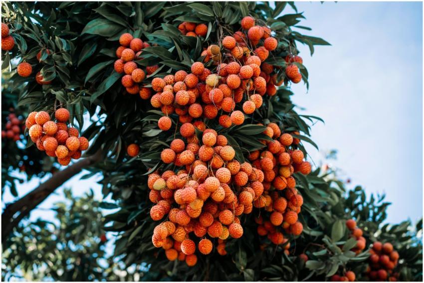 Lush clusters of ripe rowanberries hanging from a