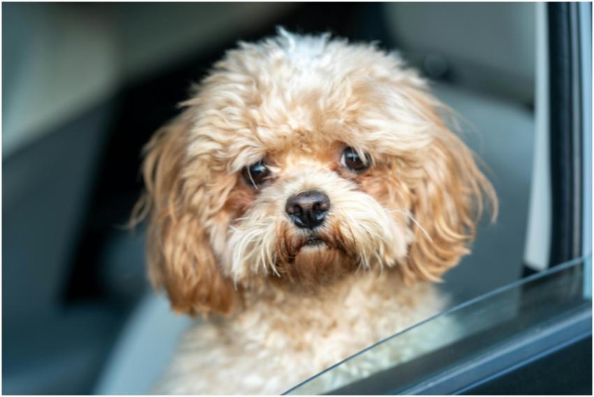 Adorable Toy Poodle Looking