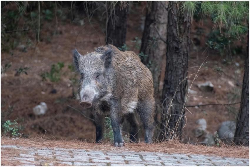 Close-up of a wild boar (Sus scrofa) in its natura