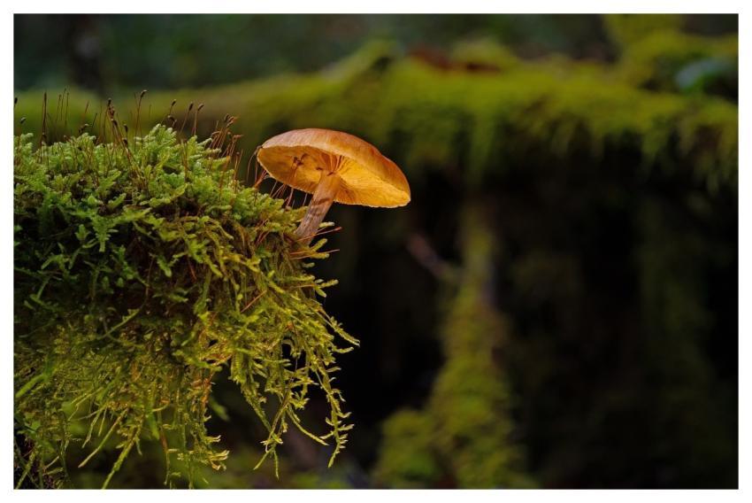 Mushroom Moss Forest Nature