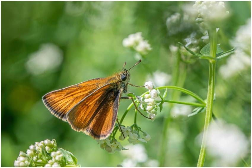 Macro shot of a small skipper butterfly (Thymelicu