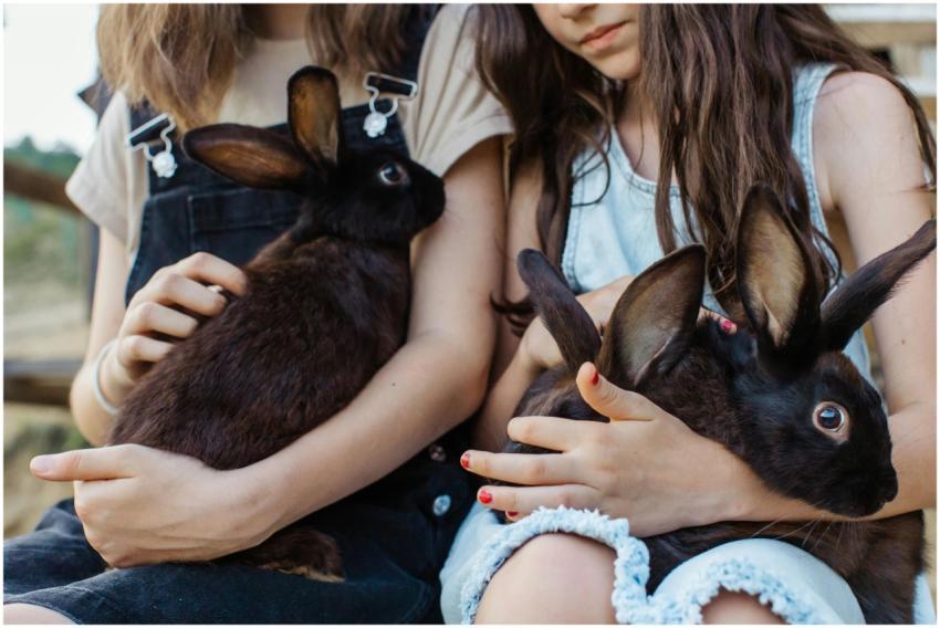 Two children holding and petting cute black rabbit