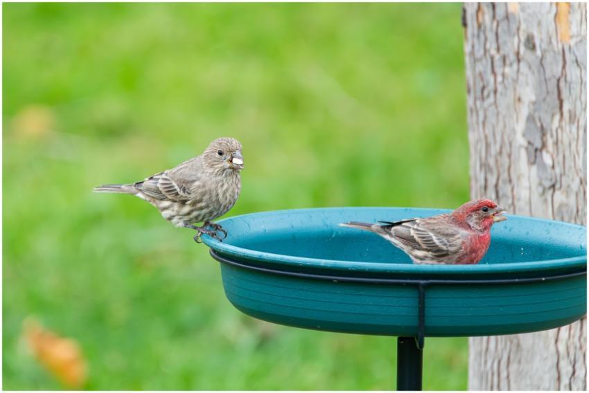 Free stock photo of cardinal, dove