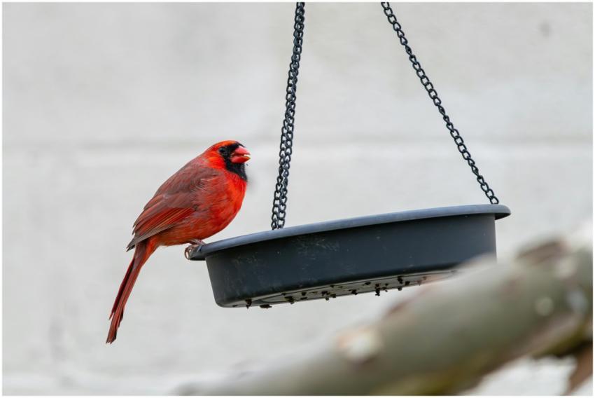 Free stock photo of cardinal, dove