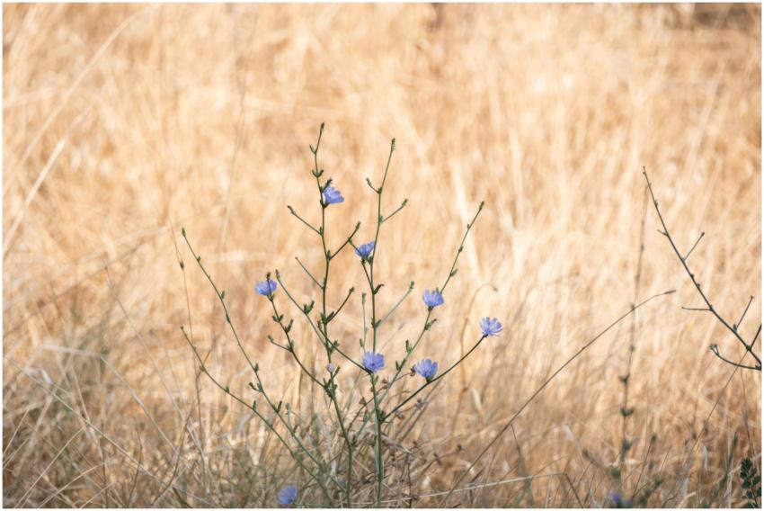 Purple wildflowers standing against a beautiful su