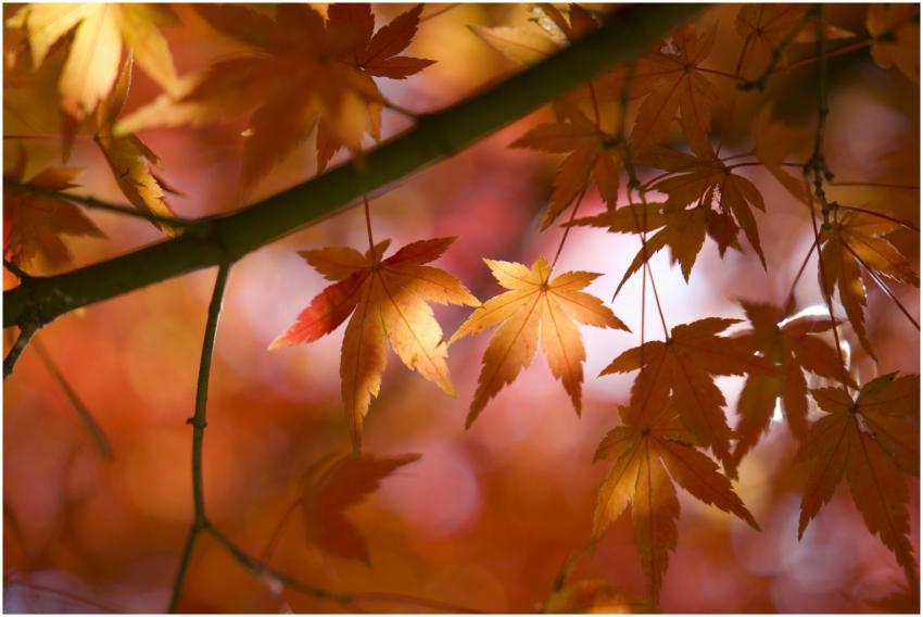Close-up of vibrant autumn maple leaves in warm su