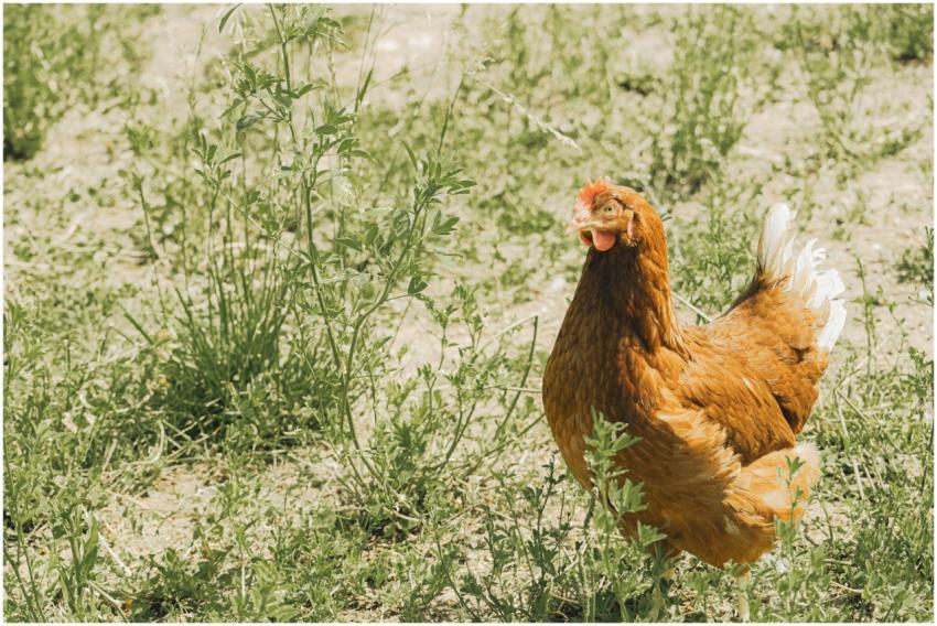 Brown free-range chicken roaming freely in a sunny