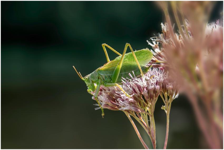 Detailed macro of a green grasshopper perched on d