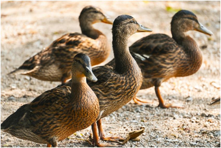 Four juvenile mallard ducks walking on a sandy pat