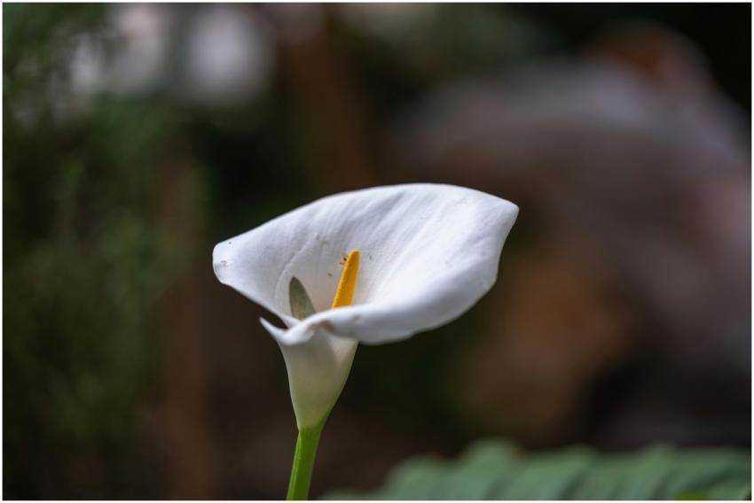 Detailed close-up of an arum lily showcasing its n
