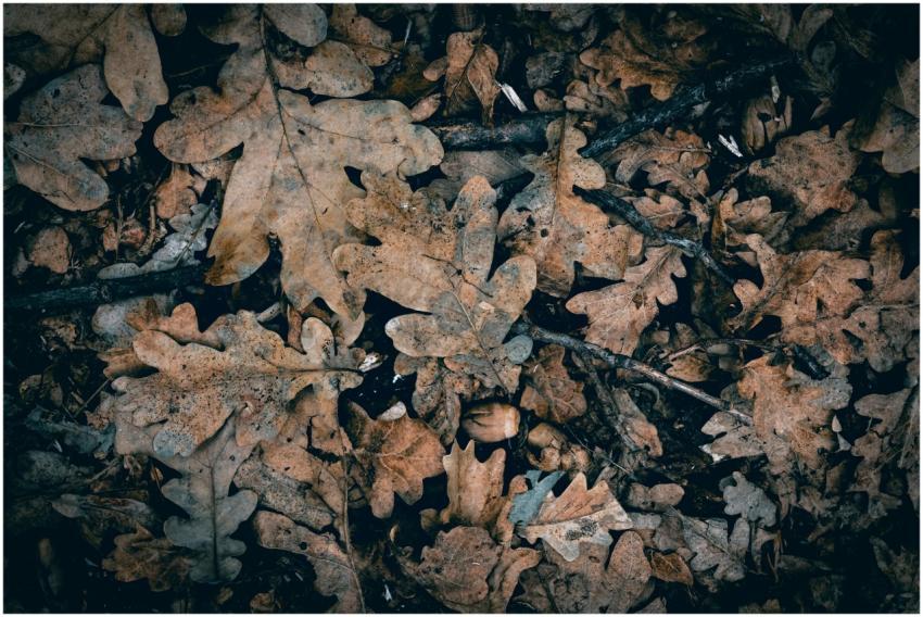 Autumn Oak Leaves Forest