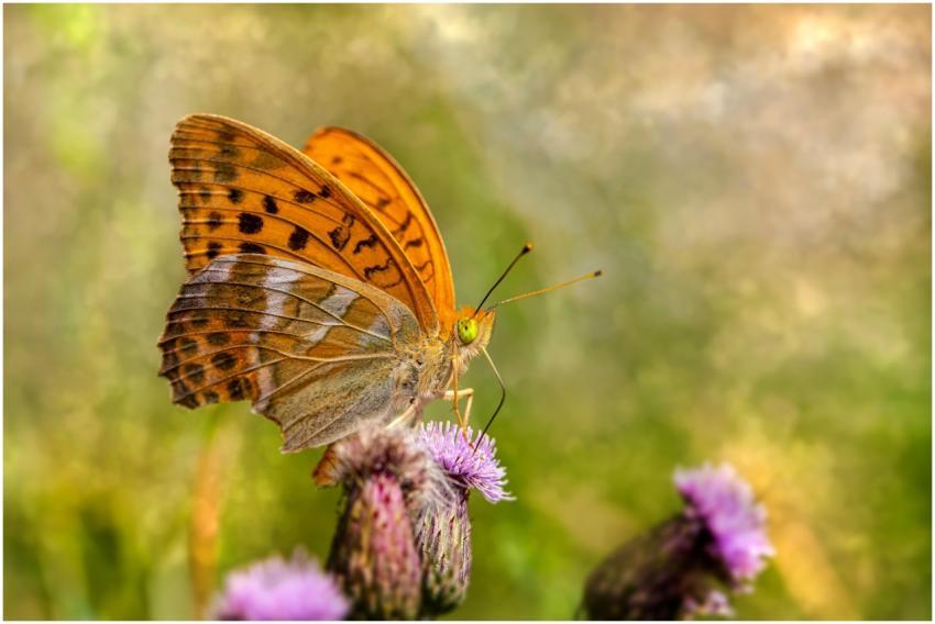 A vibrant orange butterfly perched on a purple flo
