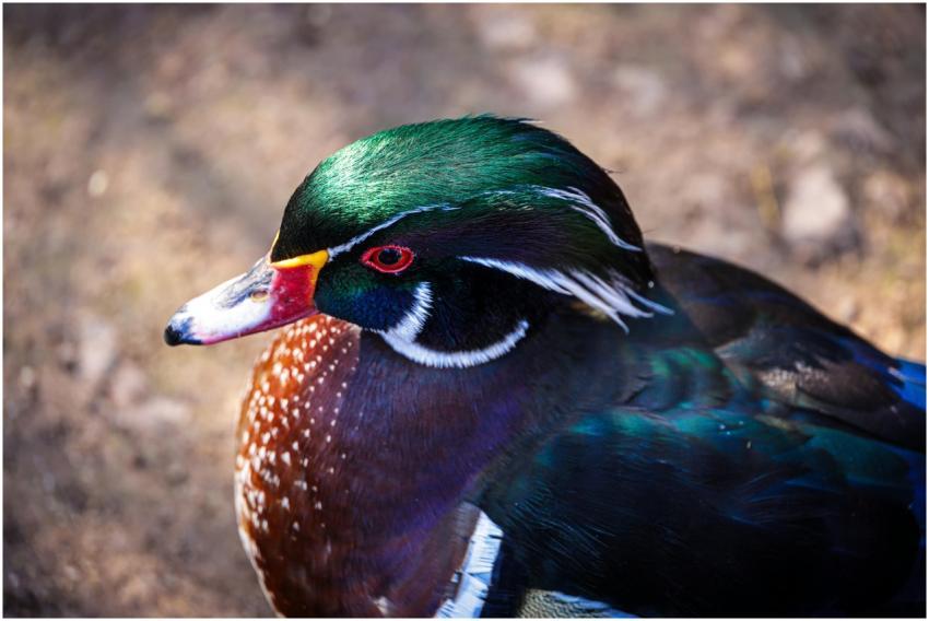 Close-up of a colorful wood duck showcasing its vi