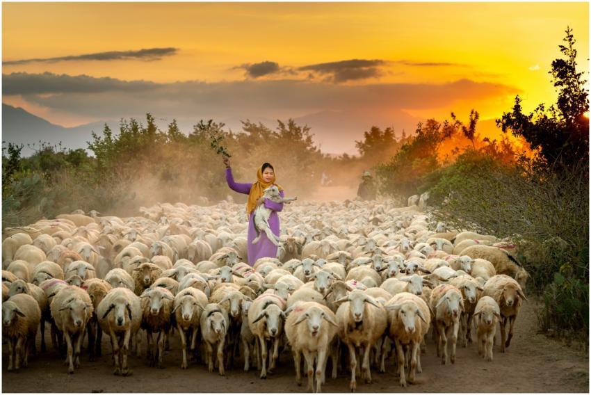 A shepherd guides a flock of sheep during a vibran