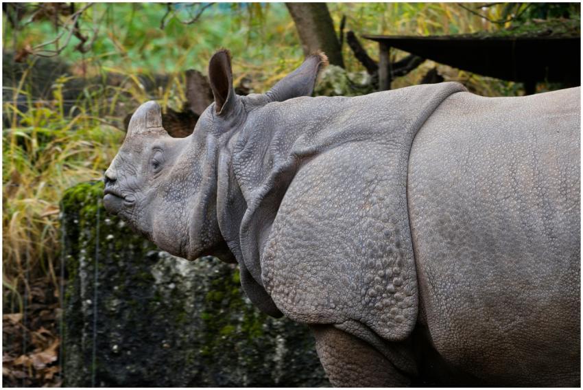 Side view of an Indian rhinoceros in a zoo setting