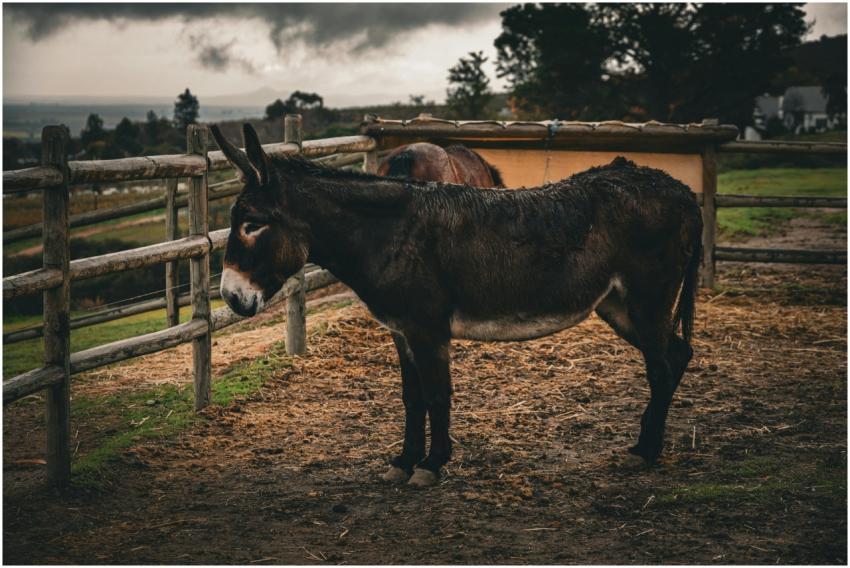 A donkey stands in a rustic farmyard, evoking a ca