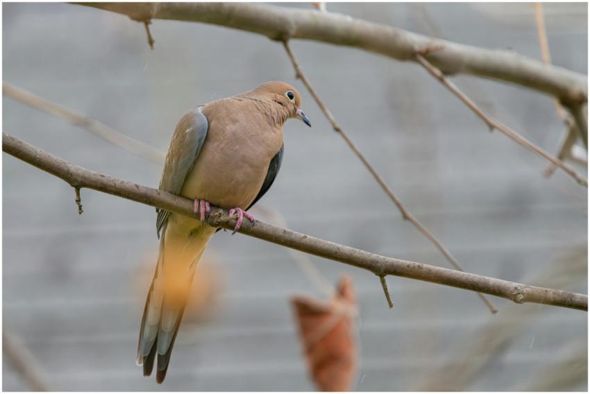 Free stock photo of cardinal, dove