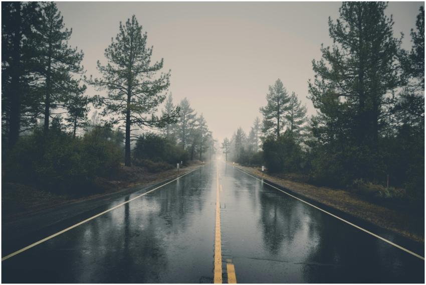 A serene rain-soaked road cutting through a misty