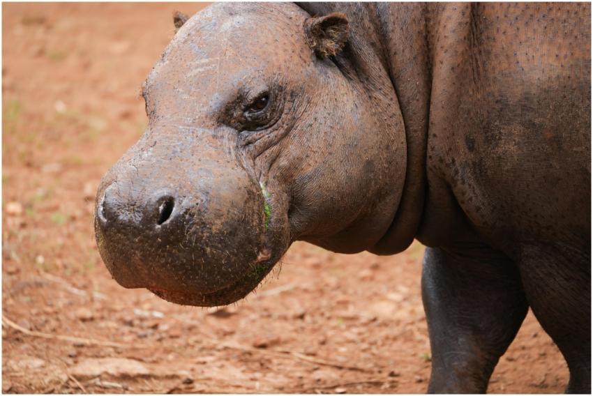 Free stock photo of hippopotamus, wild animals, wi