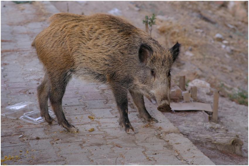 A wild boar exploring an urban street in Bornova,