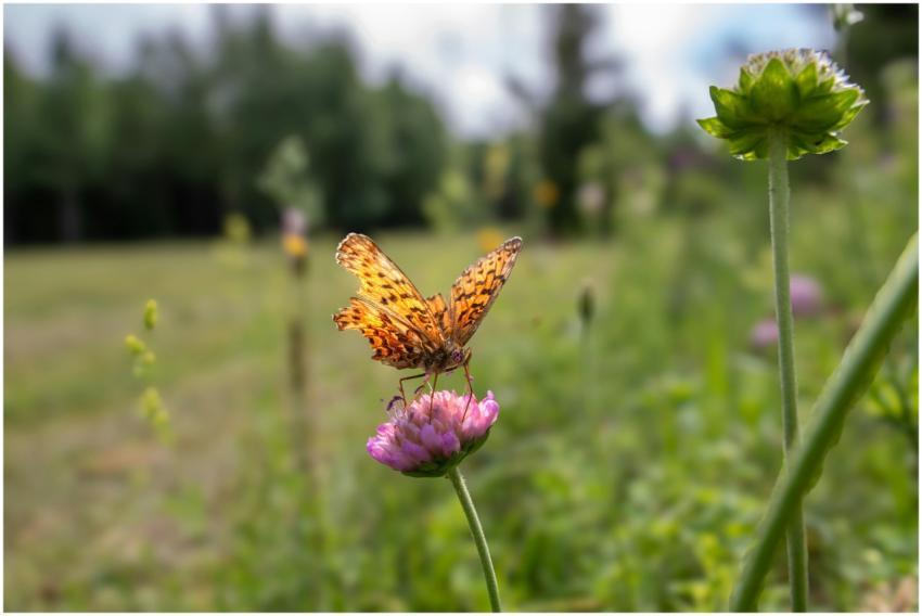 A vibrant butterfly gracefully perched on a pink f