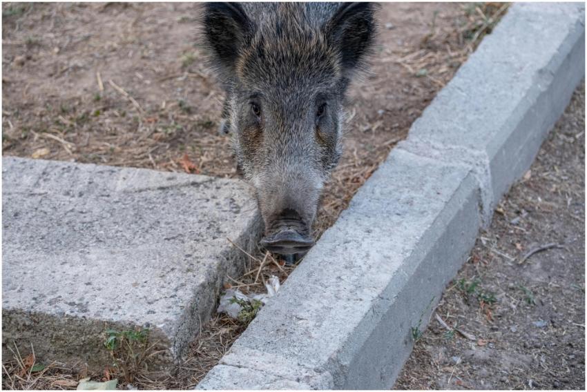 Close-up of a wild boar standing beside a curb, sh