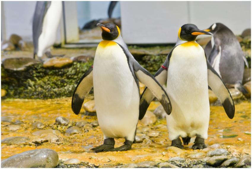 Two king penguins standing on rocky terrain in a z