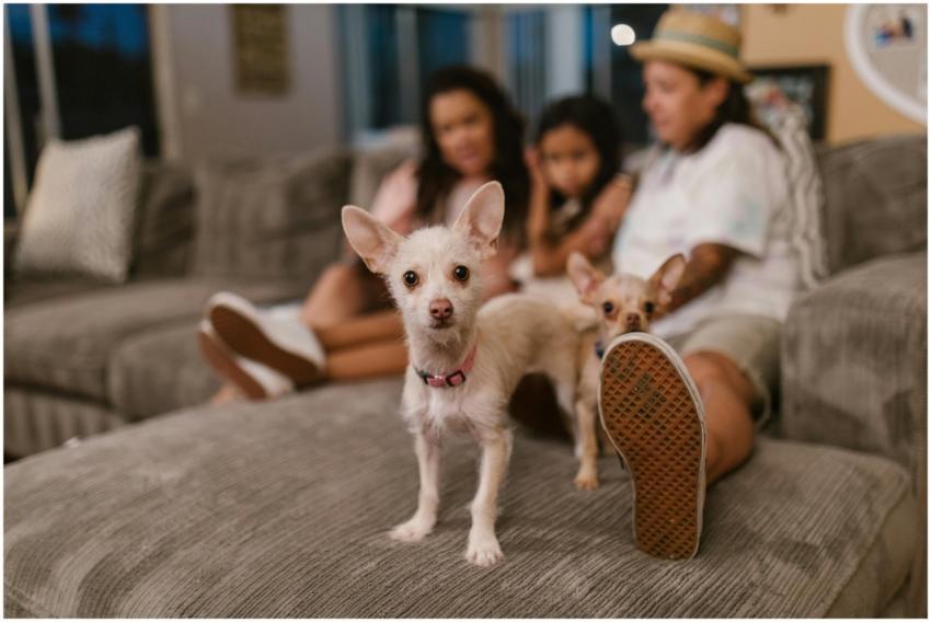 A family relaxes on a sofa with two small dogs, cr