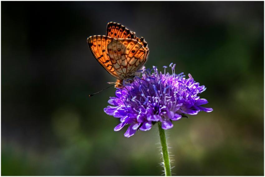 A vibrant butterfly rests on a purple flower in a