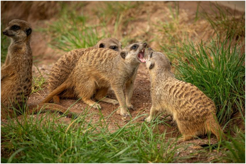 Group of meerkats interacting playfully in their n