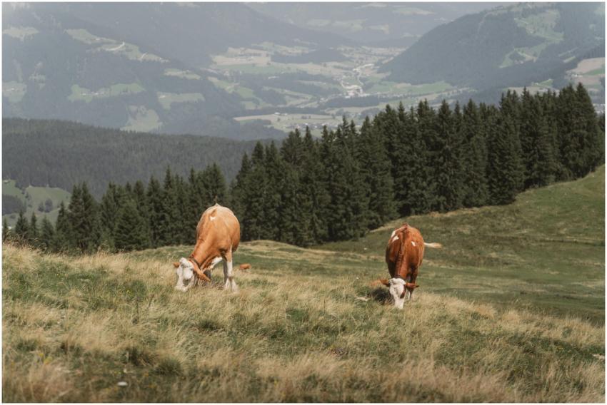 Serene alpine landscape with cows grazing in Wilds