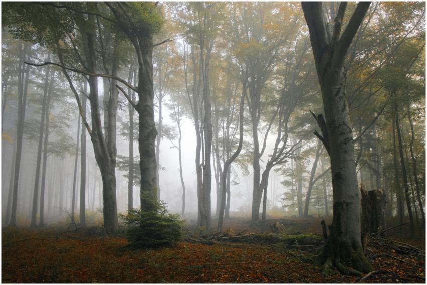 Serene misty forest scene featuring tall trees in