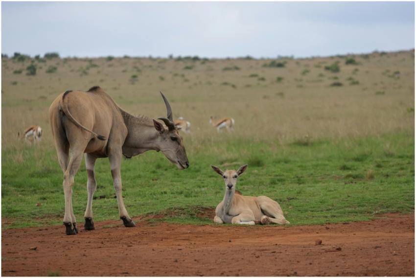 Eland pair in the African savanna with serene natu