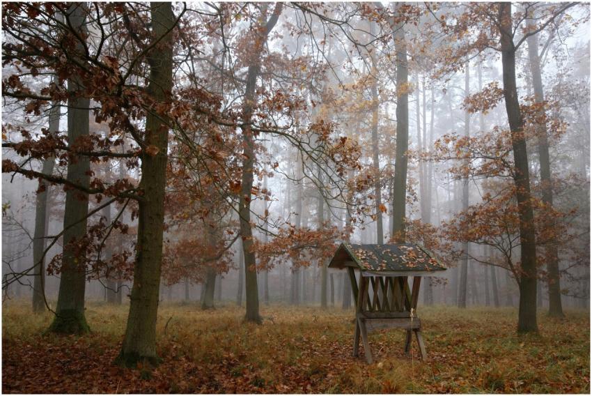 Quiet autumn forest scene featuring a wooden feede