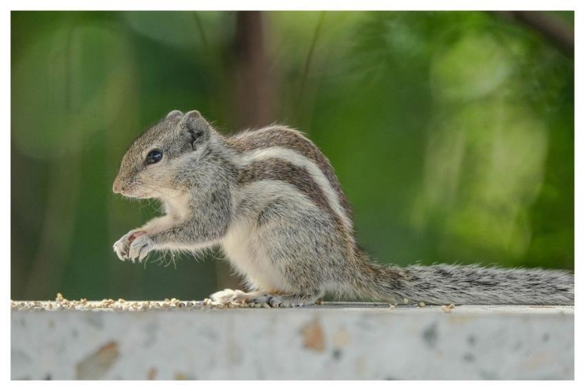 Squirrel Rodent Animal Wildlife
