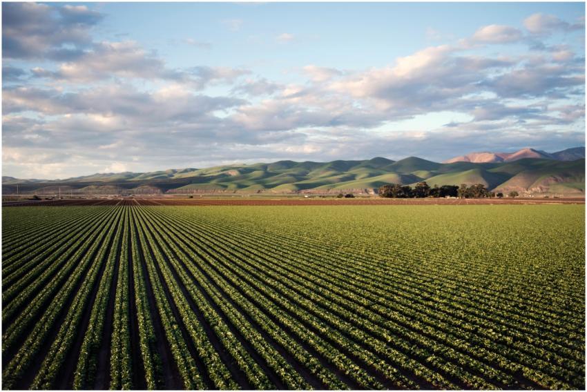 Aerial view of vast farmland with rows of crops an