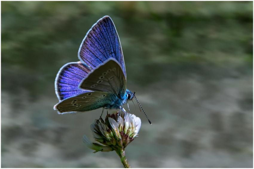 A vibrant blue butterfly rests gracefully on a flo